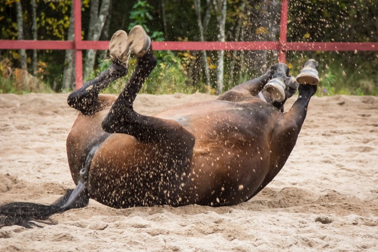 Enäjärven_tallilla_041015-105