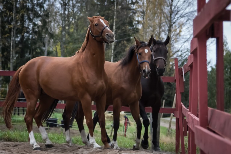 Enäjärven_tallilla_041015-119