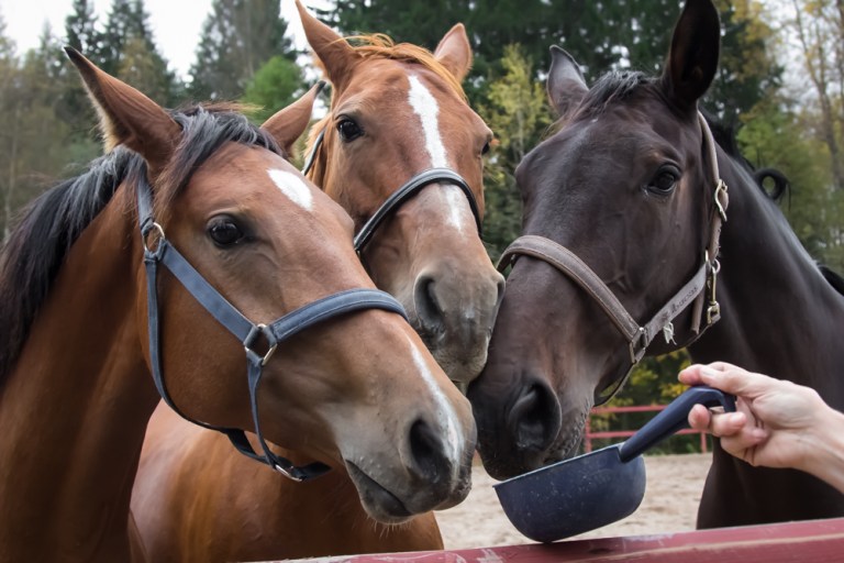 Hevostilalla 04.10.2015