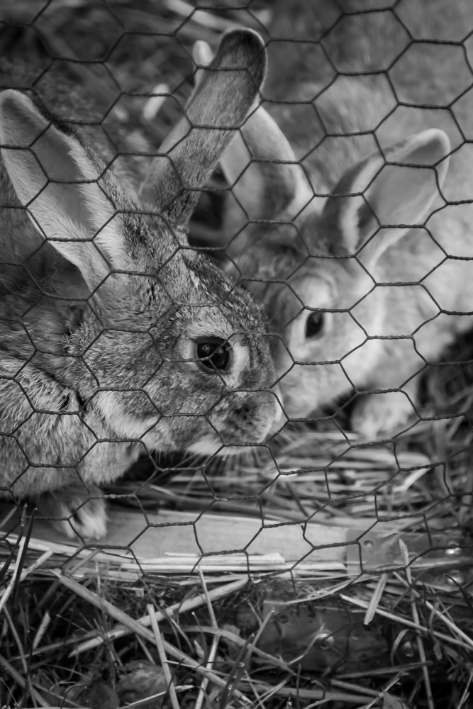 Enäjärven_tallilla_041015-15