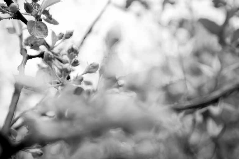 omenanpuun_kukkia_062016-32-of-34