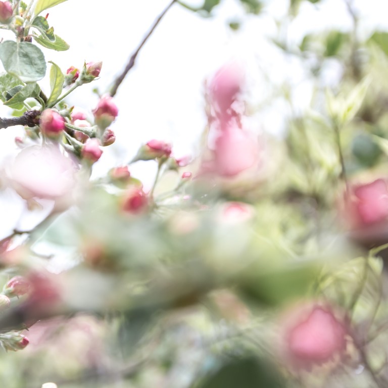 omenanpuun_kukkia_062016-34-of-34